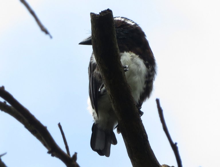 6190-White-earedBarbet.JPG