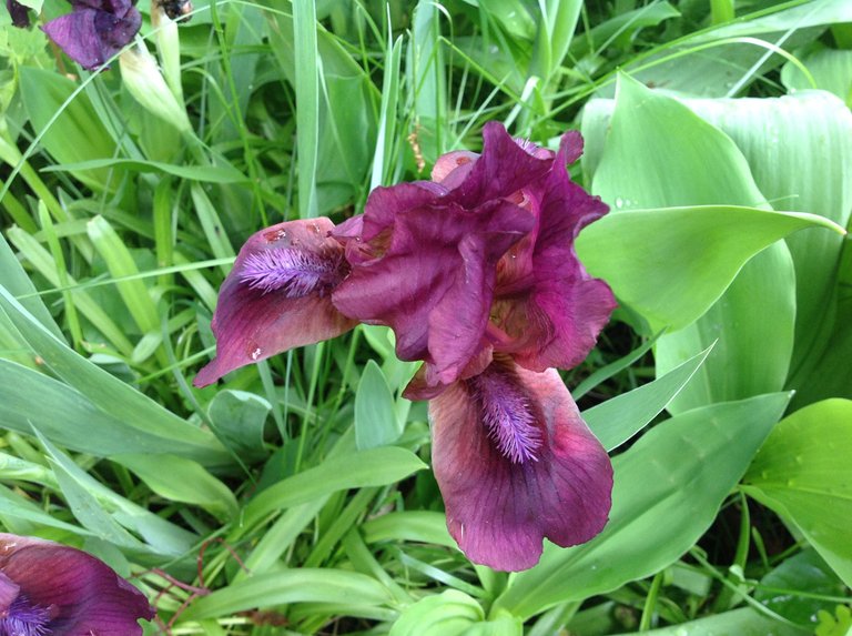 bearded iris.JPG