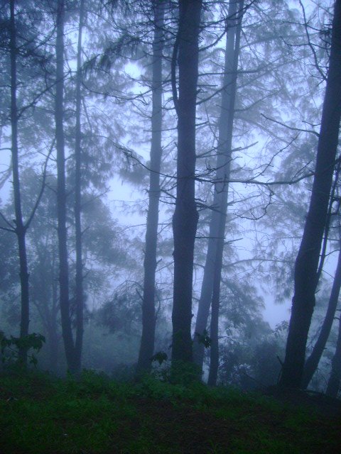 17-bosque en bruma-La Lagunita.JPG