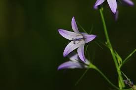 purple flower.jpg