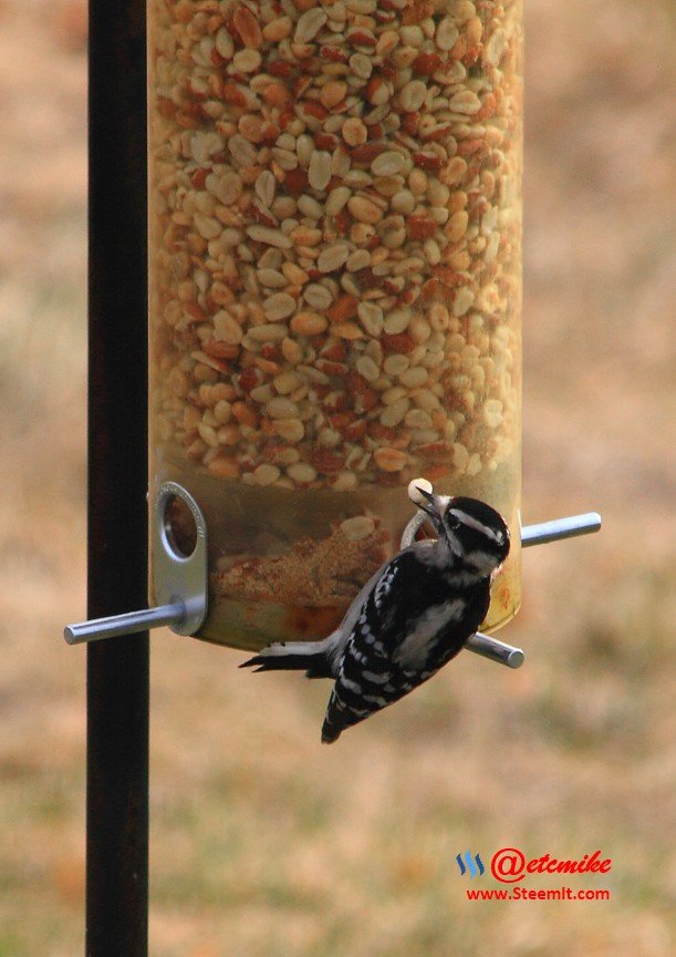 Downy Woodpecker IMG_0007.JPG