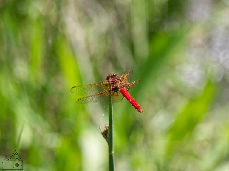 Dragonfly 2.jpg