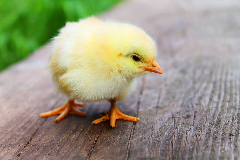 animal-chick-chicken-5145.jpg