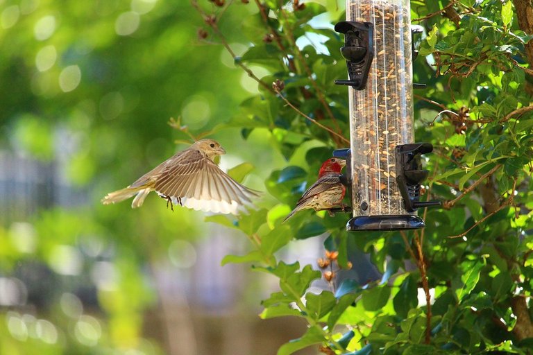 Wild-Feeding-Birds-Nature-Feeder-Animal-Food-2837988.jpg