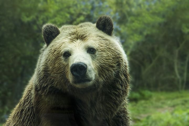 bear-1245807__480.jpg