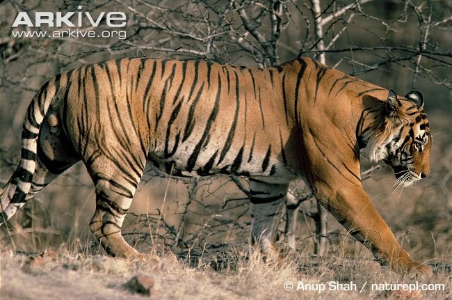 Bengal-tiger-on-territorial-patrol.jpg