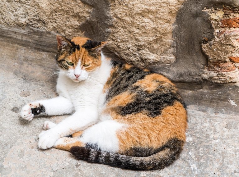 stray-cat-1497469_1280.jpg