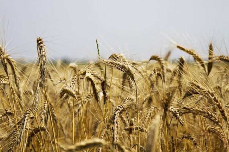 wheat-1510891_1920.jpg