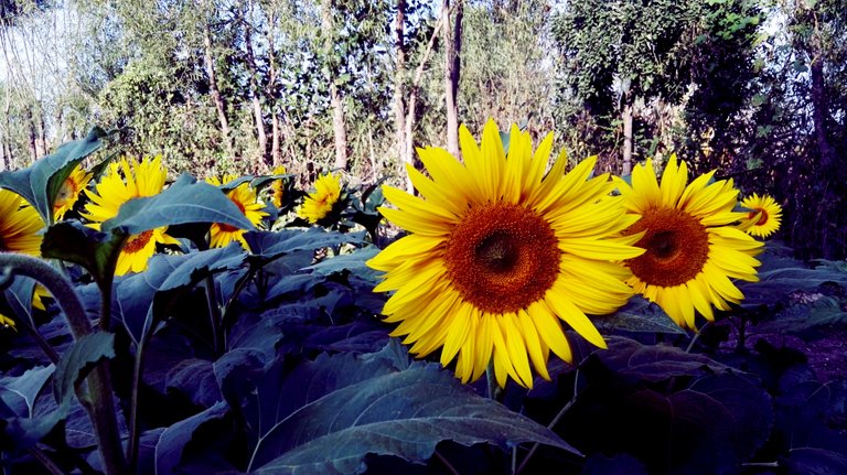 sunflower-3.jpg