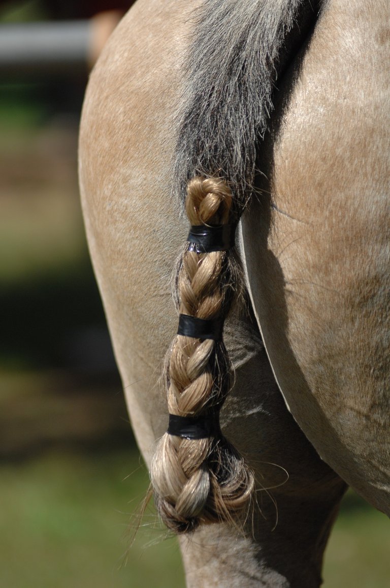 No.5 Horse Tail .JPG