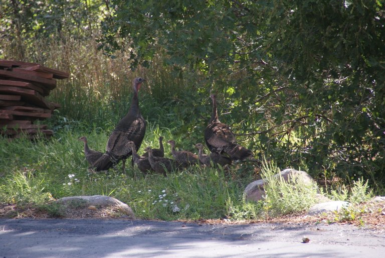 Turkeys2-2018-08-13.JPG