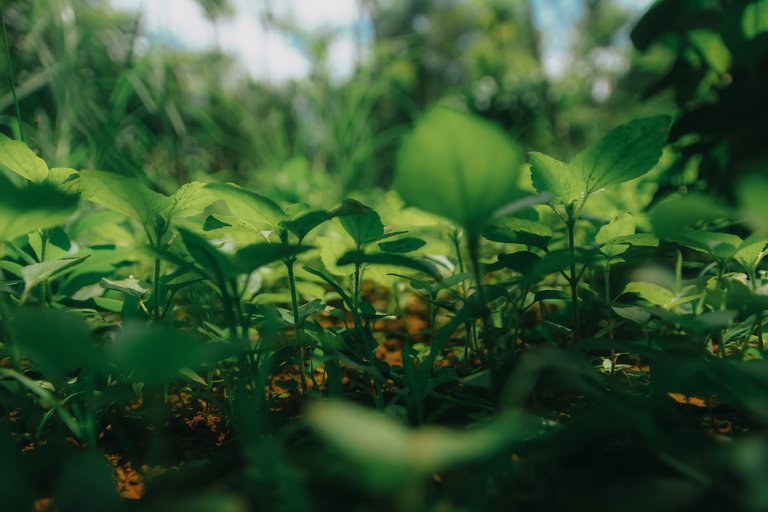 agriculture-blur-bokeh-1206593.jpg