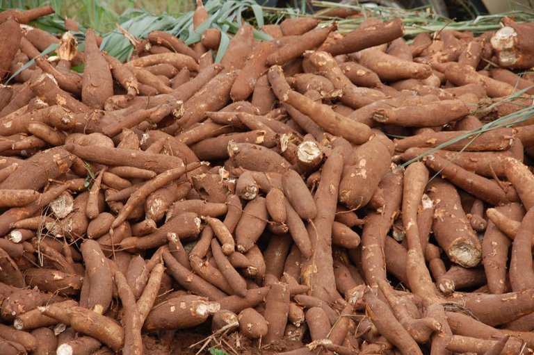 cassava.jpg