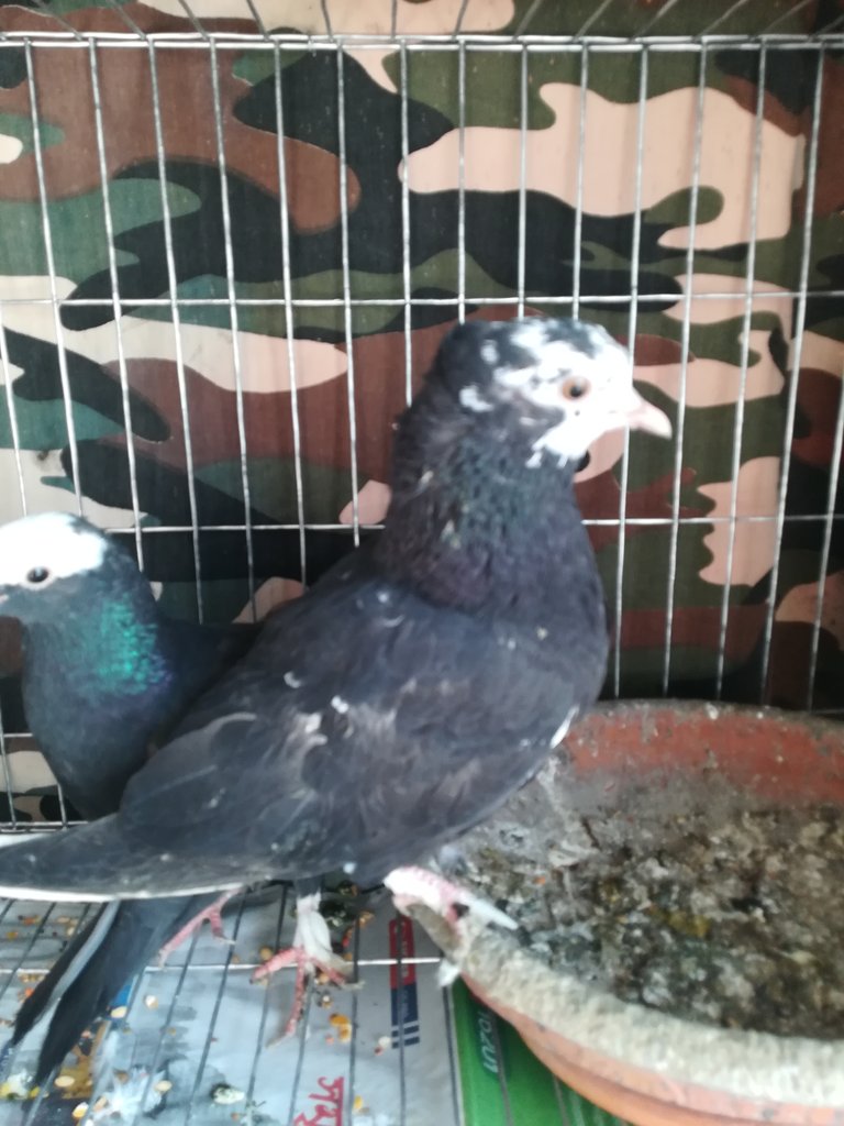 IMG_20190112_095546.jpg