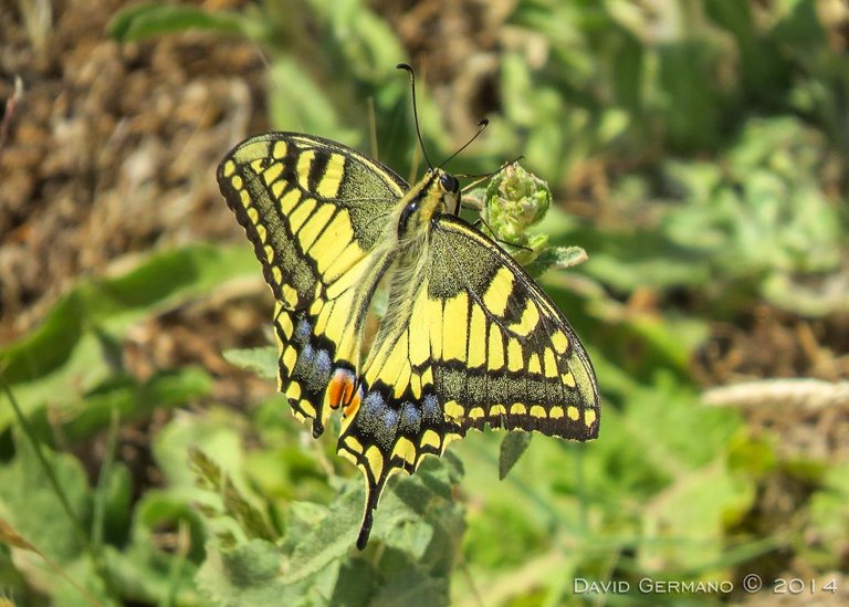 Borboleta-cauda-de-andorinha II.jpg