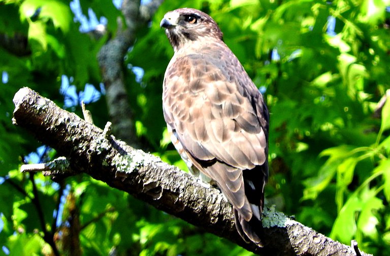 Hawk 2.JPG