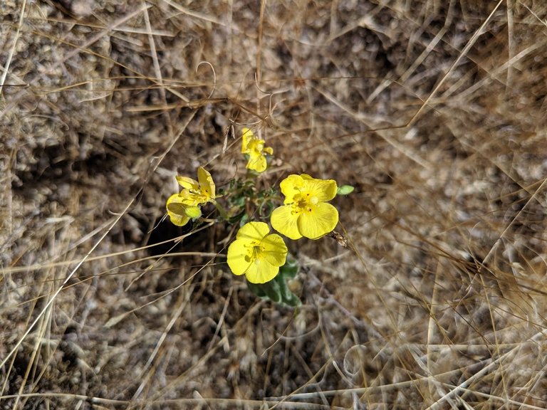 yellow flower.jpg