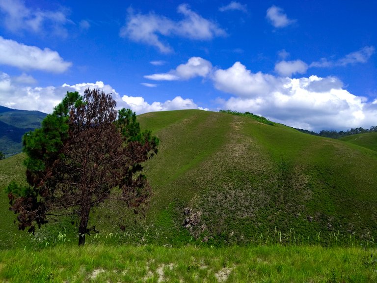 bosque de pinos agosto 2018.jpg