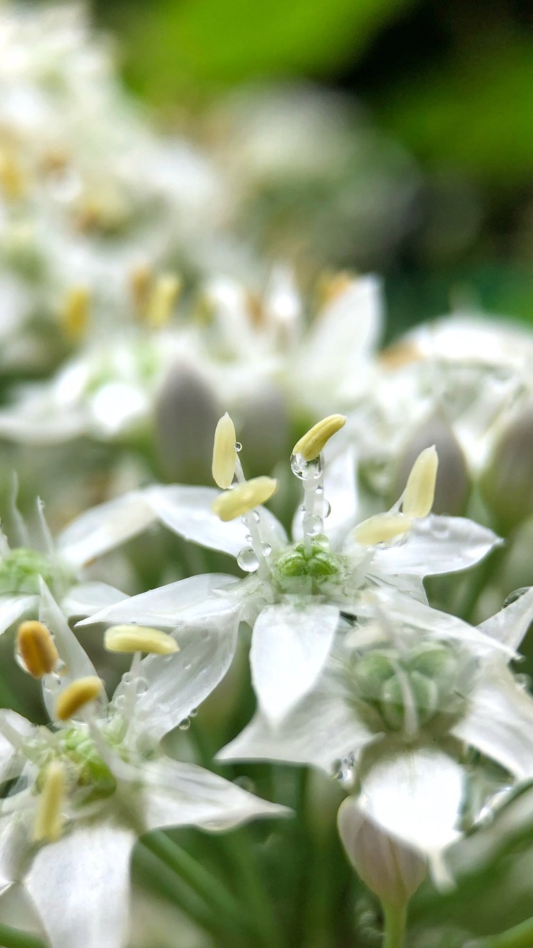 Chive flowers