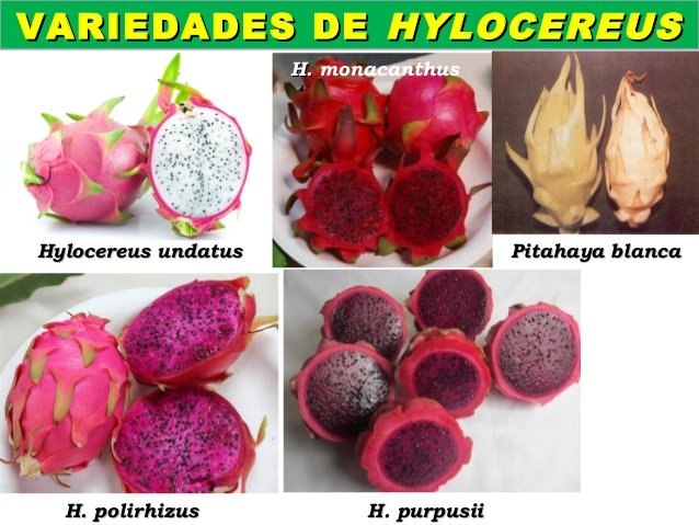 6el-cultivo-de-la-pitahaya-9-638.jpg