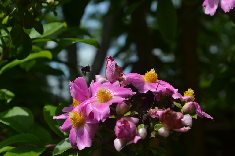 bienenbesuch-1.jpg