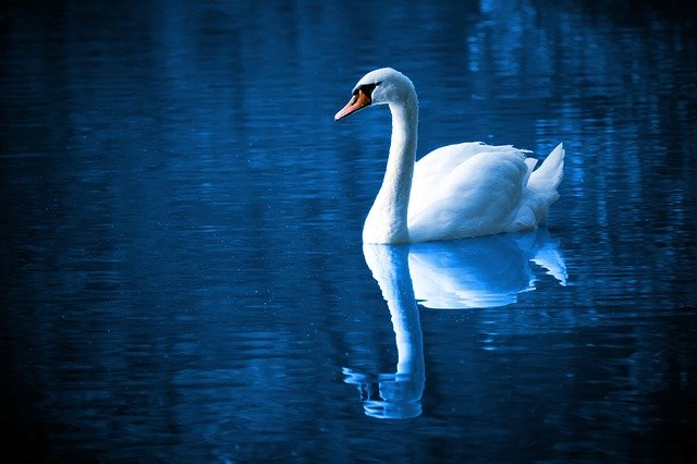 peaceful-swan.jpg