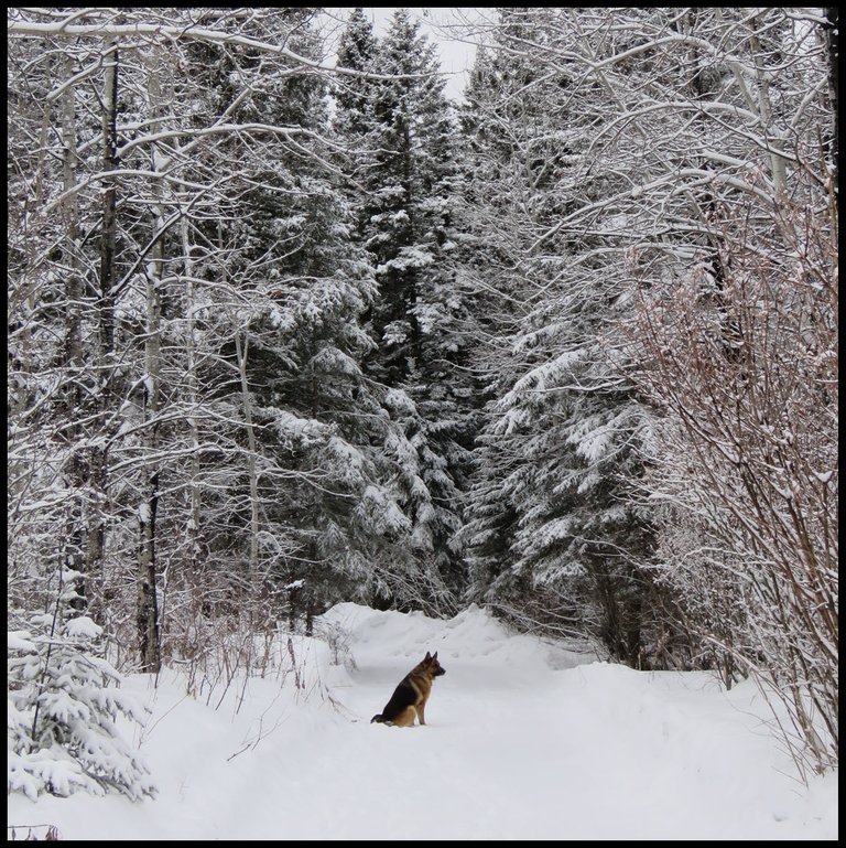 Bruno sitting on lane surrounded by large snowy spruce and lilac bushes.JPG