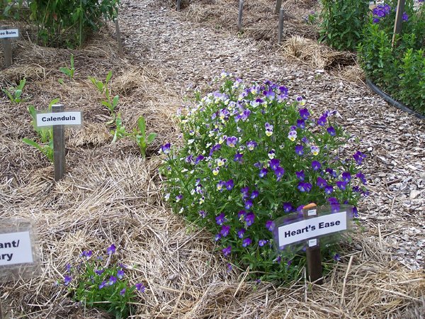 New Herb garden - Row 3 - heart's ease crop June 2018.jpg