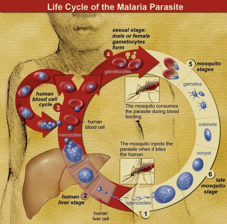 1280px-Life_Cycle_of_the_Malaria_Parasite.jpg