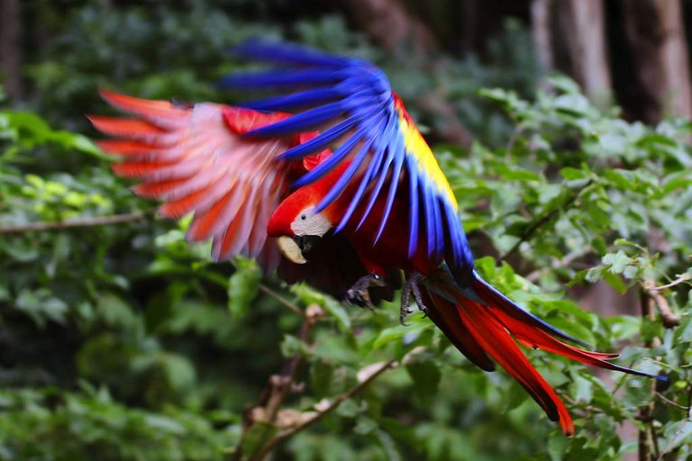 Guacamaya.jpg