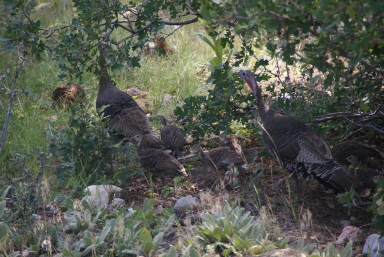 Turkeys6-2018-08-13.JPG