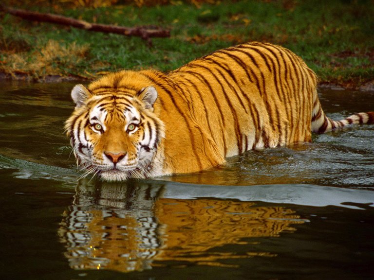 Sundarbans-Bangladesh-Awesome-Natural-HD-Image-Wallpaper-Picture-Photo-Shot-6.jpg