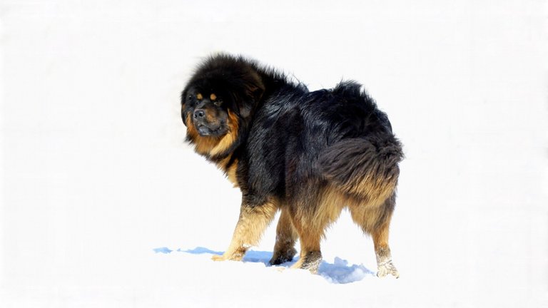 Tibetan-Mastiff-Wallpapers.jpg