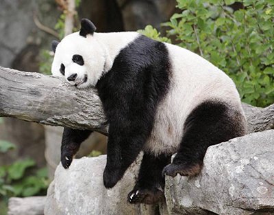 sleeping-panda.jpg