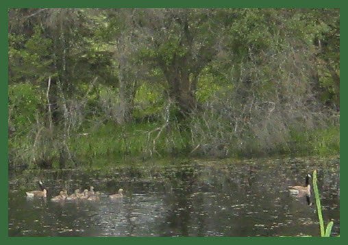 momma and pappa goose with gosslings.JPG