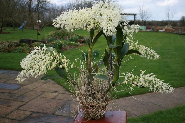 Dendrobium-speciosum-1--1024x683.jpg