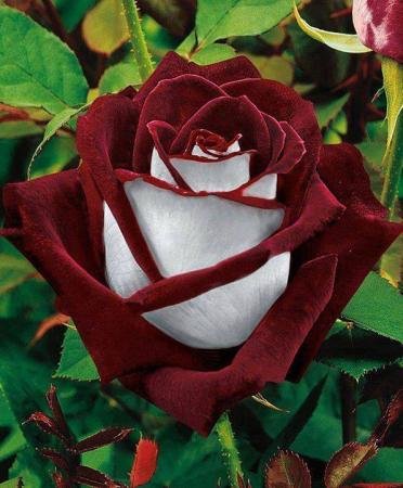 Nature-and-Landscapes-Osiria-Rose-3603.jpg
