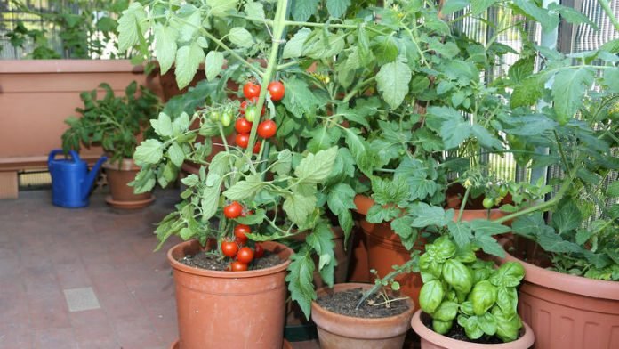 pomodori-sul-balcone-EPRW1G-696x392.jpg