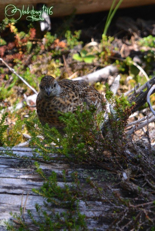 grouse-jasper3.jpg