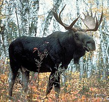 220px-Moose_superior.jpg