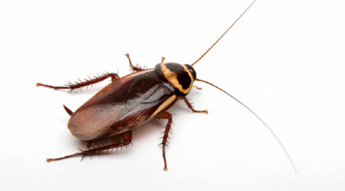 cucaracha-696x385.png