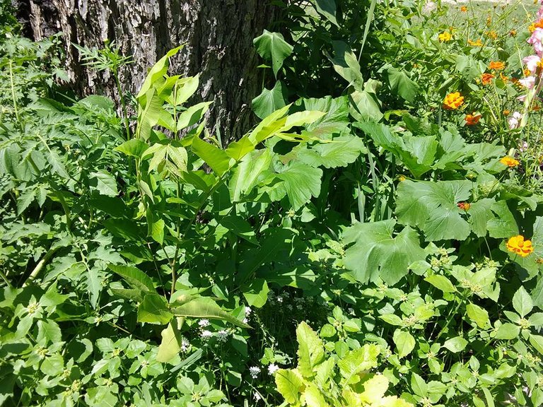 garden 5.30 squash gone wild.jpg