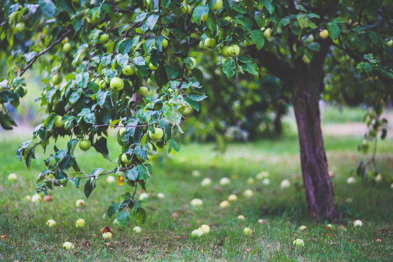 agriculture-apple-apple-tree-6035.jpg