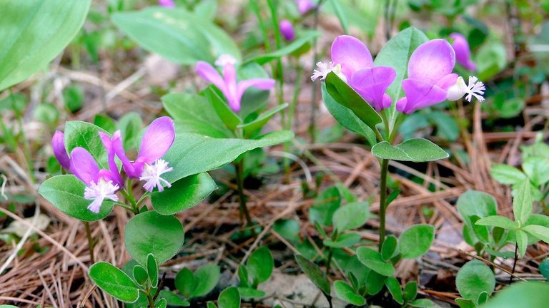 polygala-paucifolia-fl-ddentzer-b.jpg