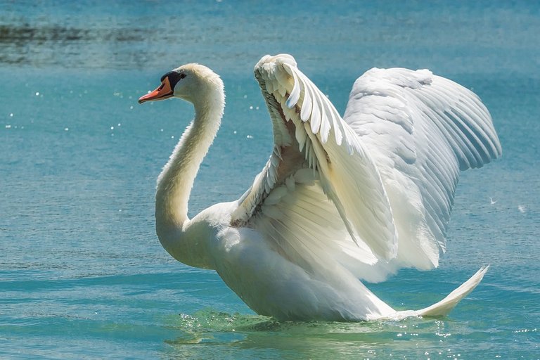 swan-369090_960_720.jpg