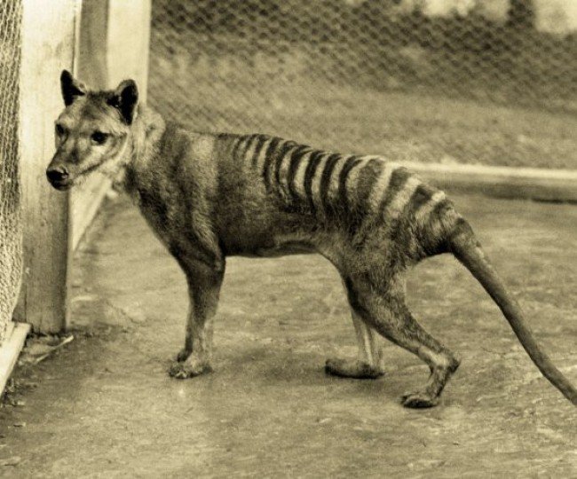 Tasmanian Tiger.jpg