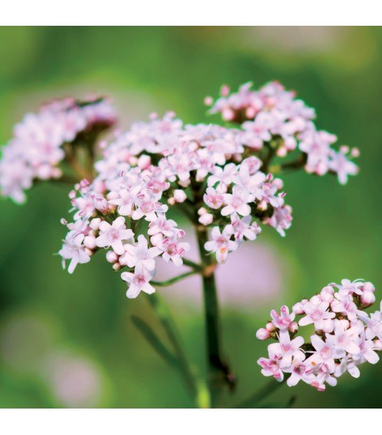 valeriane-officinale-valeriana-officinalis.jpg