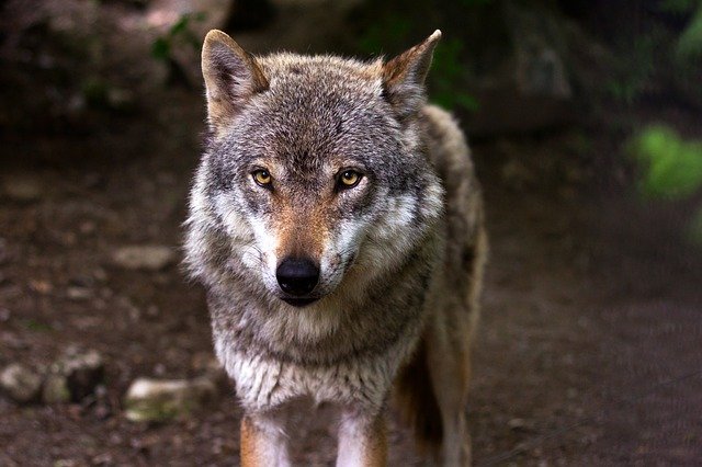 wolf-635063_640.jpg