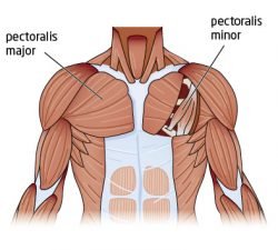 Pectoral-Anatomy-250x225.jpg