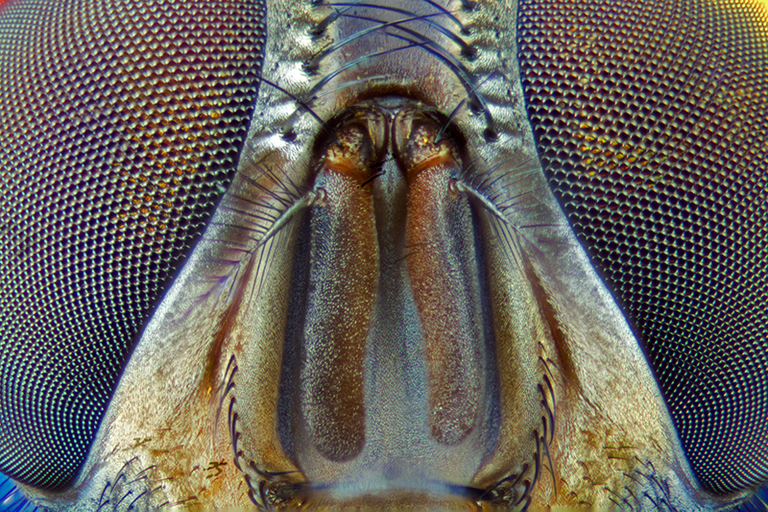 fly-close-up.png